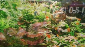 Гуппи-Кобра красный блондин