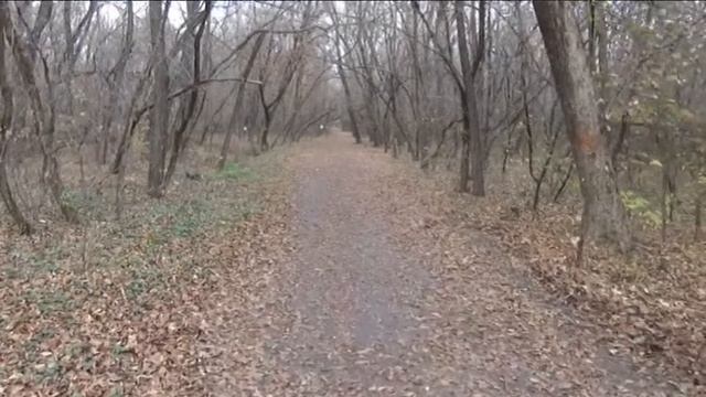 Уникальное место - Роща СКА в г.Ростов-на-Дону смотреть онлайн