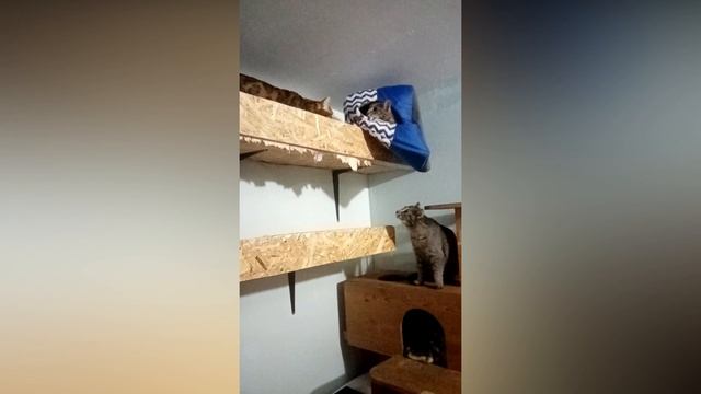 ЖИЗНЬ БЕНГАЛОВ ? Бенгальский кот и его домик