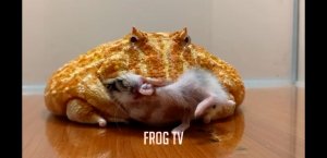 лягушка pacman ест хомяка / будьте осторожны / живое кормление / #Frog_TV