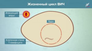 Особенности клеточного строения организмов. Вирусы