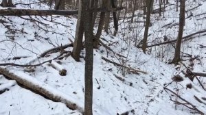 Делаем кормушку для кабанов !