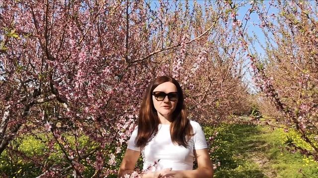 Испания. Оформление электронного сертификата в Валенсии смотреть онлайн