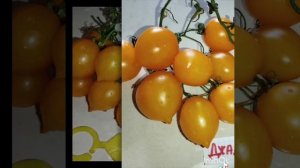 Обзор томатов Сара чёрная и Джаджу .