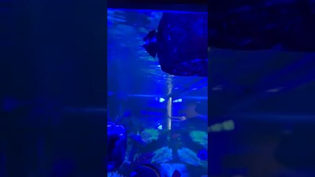 Trochus смотреть онлайн