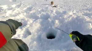 Привлечь окуня любой ценой! Ловля окуня! как наловить окуня! Прикормка окуня зимой.