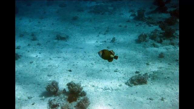 красное море