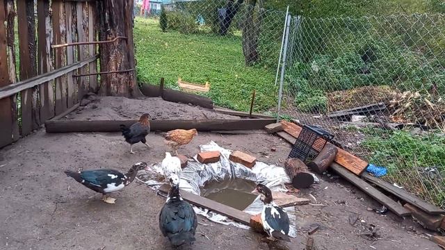 Выпускаем кур, кормим кашей, дымка сломала лапу! смотреть онлайн