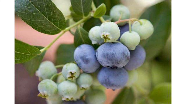 Сорт голубики садовой «Нортланд» смотреть онлайн