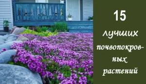 ❀ 15 лучших почвопокровных растений