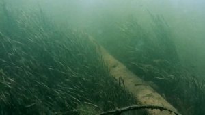 Дно реки Волга. Затонувший 50 лет назад плот. Full HD 60fps