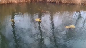 Ловля щуки на живца, рыбалка на кружки .