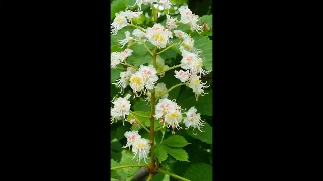 Бабочка из проволоки и пряжи #shorts смотреть онлайн