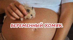 ХОМЯК МАНДАРИНКА ПЕРЕД РОДАМИ. БЕРЕМЕННЫЙ ХОМЯК