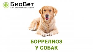 Боррелиоз у собак