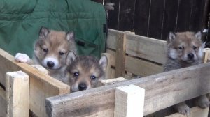 Щенки лаек.