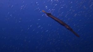5 САМЫХ СТРАННЫХ ВЕЩЕЙ, НАЙДЕННЫХ В ОКЕАНЕ