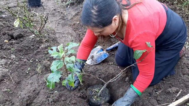 RETO SALVEMOS A LA TIERRA PLANTANDO ÁRBOLES смотреть онлайн