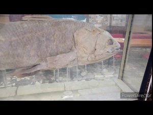 Холодильник Hot point Ariston ошибки а1 и а2.