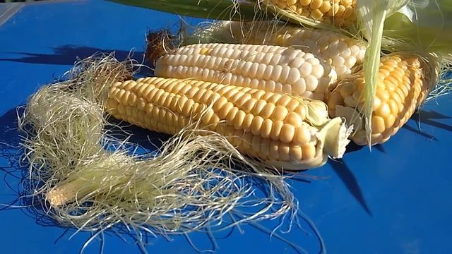 Кукуруза целительница смотреть онлайн