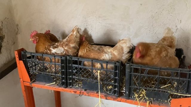 Труженицы, долго живущая порода кур Мини мясные палевые белохвостые