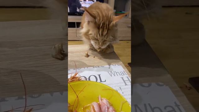 Джек Рассел и Мейн Кун. Как я ем креветки. Точнее, видео о моих помощниках. смотреть онлайн