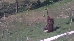 Мама-мишка спасает сынишку