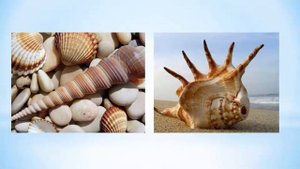 Фотоальбом в PowerPoint Художественное оформление фотоальбома в PowerPoint