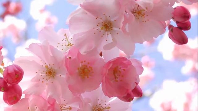 Сусанночка смотреть онлайн