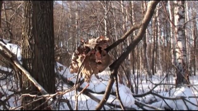 Зимняя охота на кабана смотреть онлайн