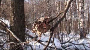 Зимняя охота на кабана