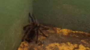 Тарантул/Опасность для человека/ТАРАНТУЛ ПРОТИВ