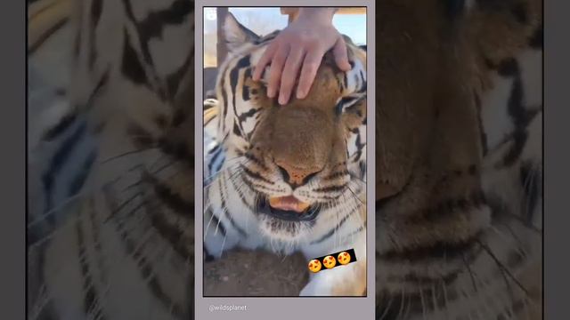 Тигр мурлыкает