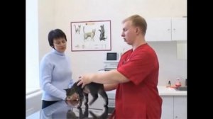 Домашняя кошка. Правильный уход за кошкой.