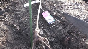 Сажаем Штамбовую розу в Сибирском саду.