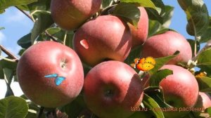 Яблоня обыкновенная Лобо (malus lobo) ? яблоня Лобо обзор: как сажать саженцы яблони Лобо