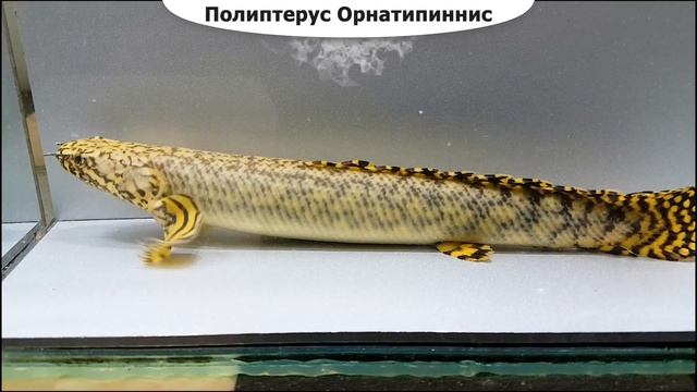 Полиптерус Орнатипиннис смотреть онлайн