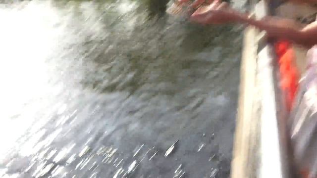 Сомы Тайланда \\ШОК// - 150кг / Юника Кормит 300 Гигантских сомов / Влог смотреть онлайн