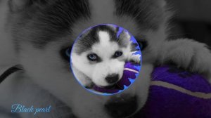 Песни про голубые глаза ?