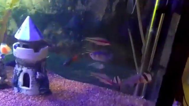 Аквариум друга со скаляриями. объём 190 литров. смотреть онлайн