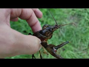 Ловля раков в шлюзе часть 2 (отпускаем)/Catching crayfish in the gateway part 2