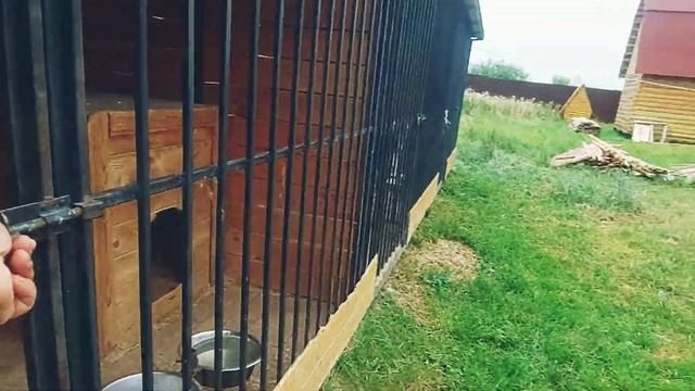 За кормом и косточками для лаек смотреть онлайн