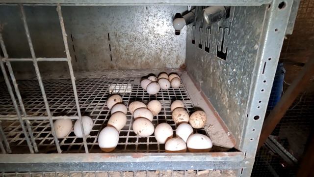 ВСЁ РАВНО СДЕЛАЛ!!! смотреть онлайн