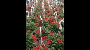 Red Petunias.New Britain, PA Area PLANT SALE Bucks County: orserlandscaping.com