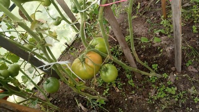 Первый сбор урожая помидор и борьба с болезнями 07.07.2019 смотреть онлайн