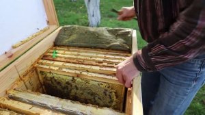 Как правильно формируется зимний клуб пчел при закрытых верхних летках