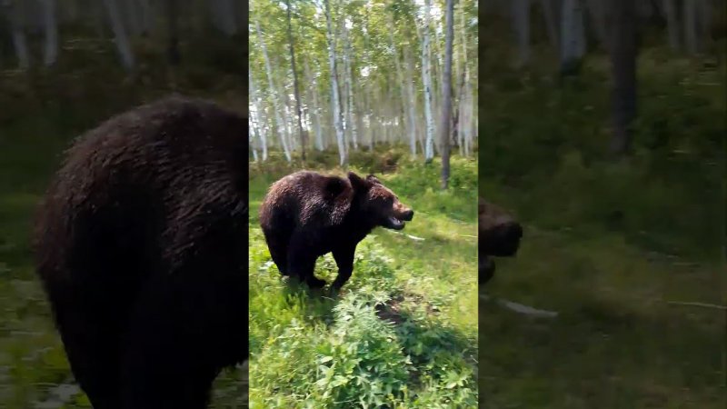 Буржуй пригласил сестру побегать. #медведь #bear