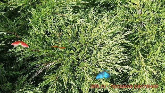 Можжевельник казацкий Кнап Хилл (knap hill) ? обзор: как сажать, саженцы можжевельника Кнап Хилл смотреть онлайн