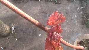 Красные молодые листики винограда сорта Днестровский 22 апреля