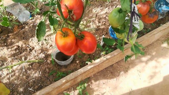 Томат Розовое сердце Людмилы . смотреть онлайн